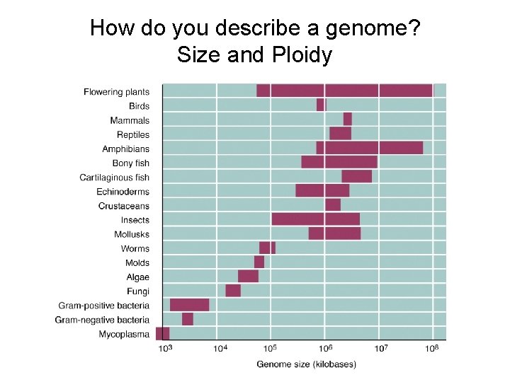 How do you describe a genome? Size and Ploidy 