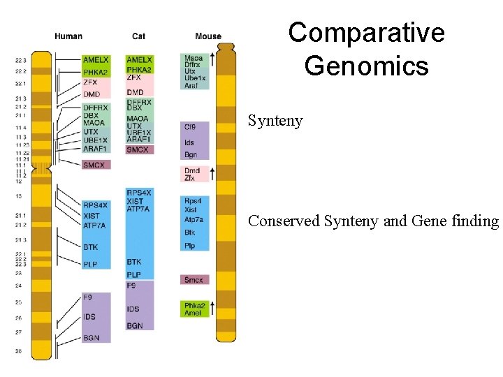 Comparative Genomics Synteny Conserved Synteny and Gene finding 