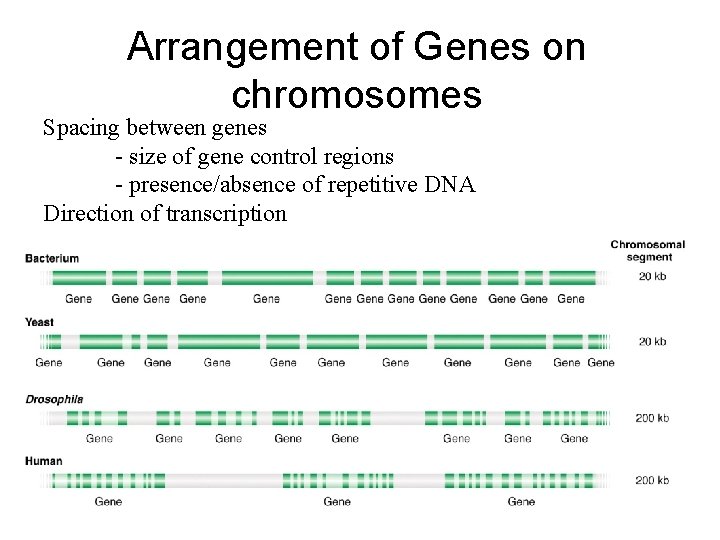 Arrangement of Genes on chromosomes Spacing between genes - size of gene control regions