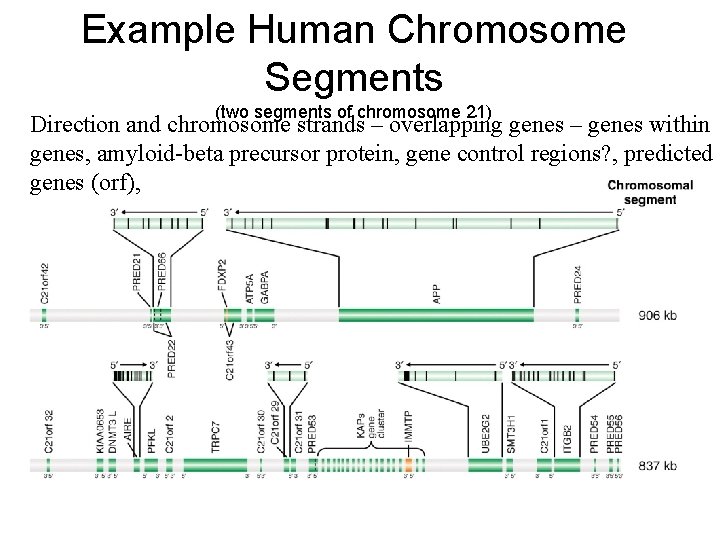 Example Human Chromosome Segments (two segments of chromosome 21) Direction and chromosome strands –