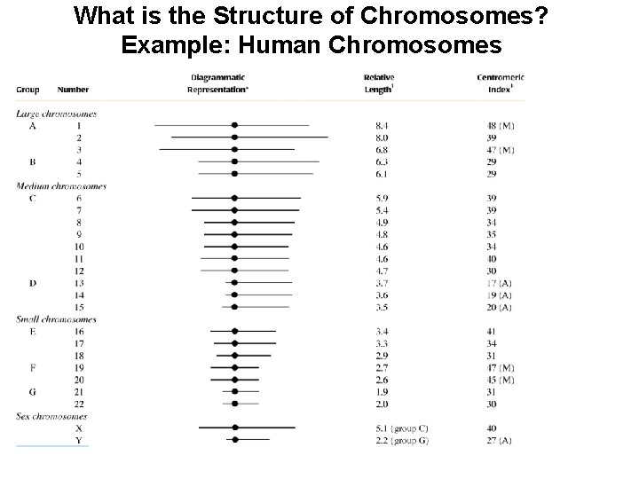 What is the Structure of Chromosomes? Example: Human Chromosomes 