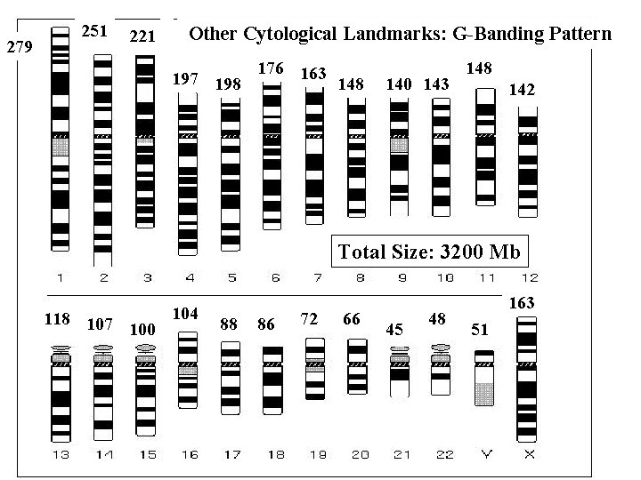 279 251 221 Other Cytological Landmarks: G-Banding Pattern 197 198 176 163 148 140