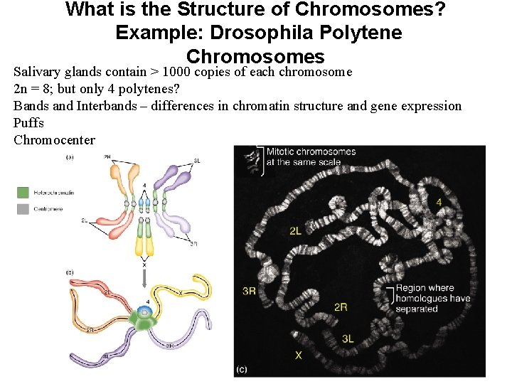 What is the Structure of Chromosomes? Example: Drosophila Polytene Chromosomes Salivary glands contain >