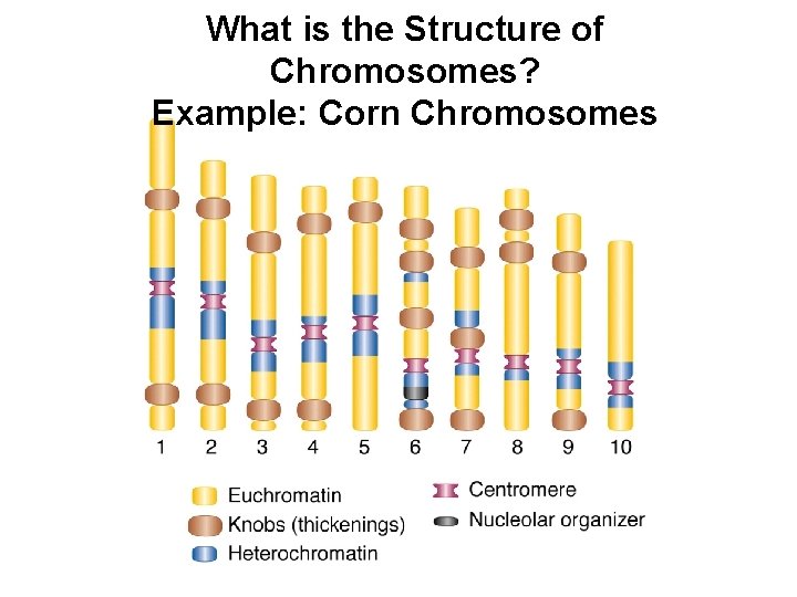 What is the Structure of Chromosomes? Example: Corn Chromosomes 