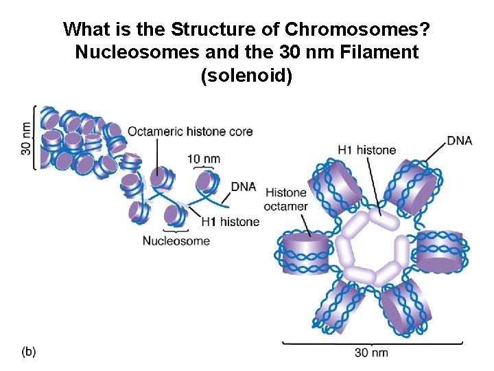 What is the Structure of Chromosomes? Nucleosomes and the 30 nm Filament (solenoid) 