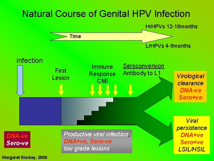 Natural Course of Genital HPV Infection Hr. HPVs 12 -18 months Time Lr. HPVs