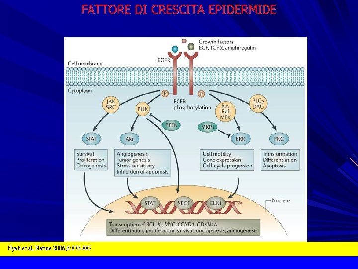 FATTORE DI CRESCITA EPIDERMIDE Nyati et al, Nature 2006; 6: 876 -885 