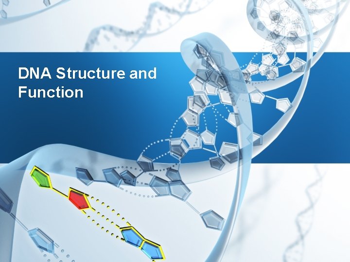 DNA Structure and Function 