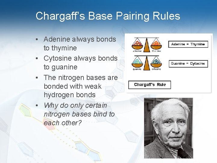 Chargaff’s Base Pairing Rules • Adenine always bonds to thymine • Cytosine always bonds