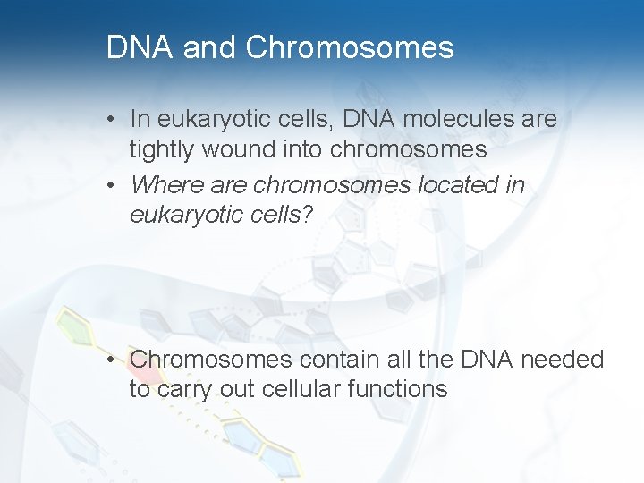 DNA and Chromosomes • In eukaryotic cells, DNA molecules are tightly wound into chromosomes