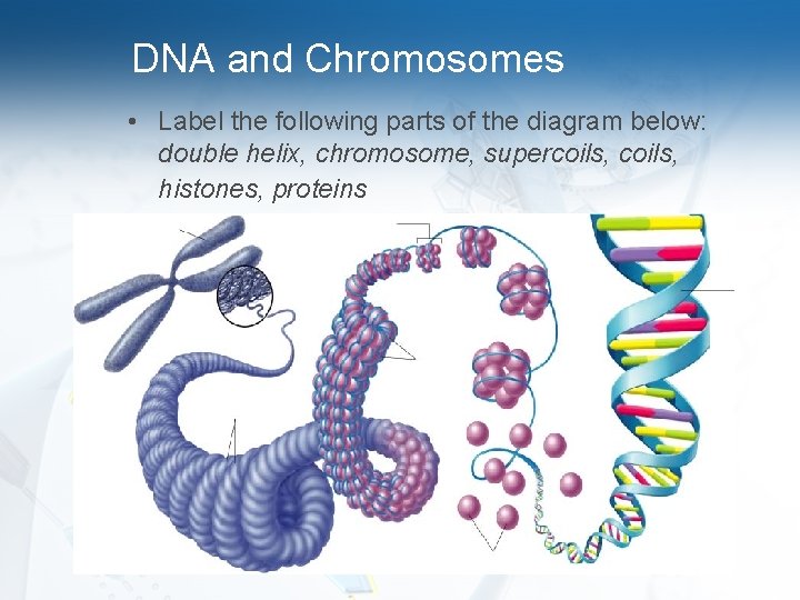 DNA and Chromosomes • Label the following parts of the diagram below: double helix,