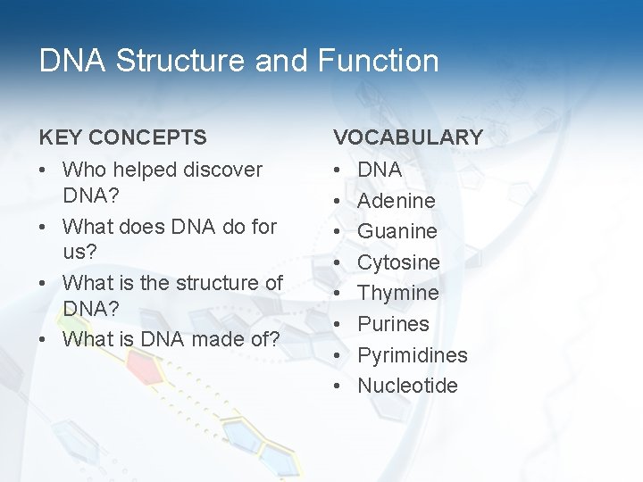 DNA Structure and Function KEY CONCEPTS VOCABULARY • Who helped discover DNA? • What