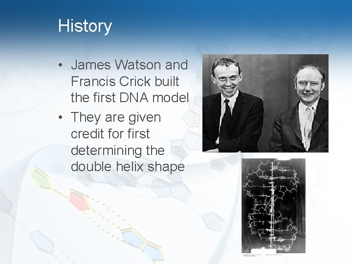 History • James Watson and Francis Crick built the first DNA model • They