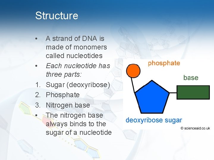 Structure • A strand of DNA is made of monomers called nucleotides • Each