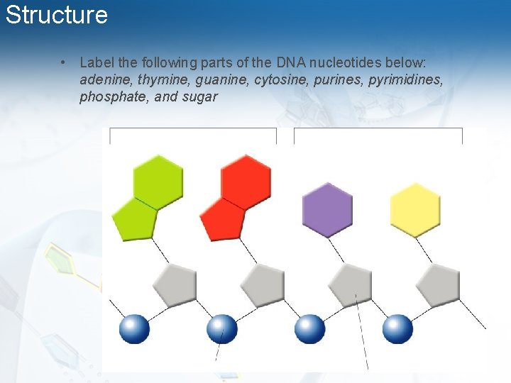 Structure • Label the following parts of the DNA nucleotides below: adenine, thymine, guanine,