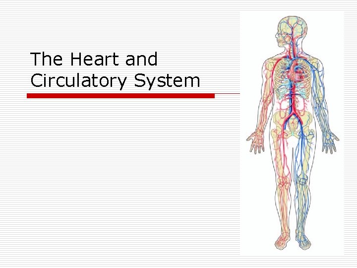 The Heart and Circulatory System 