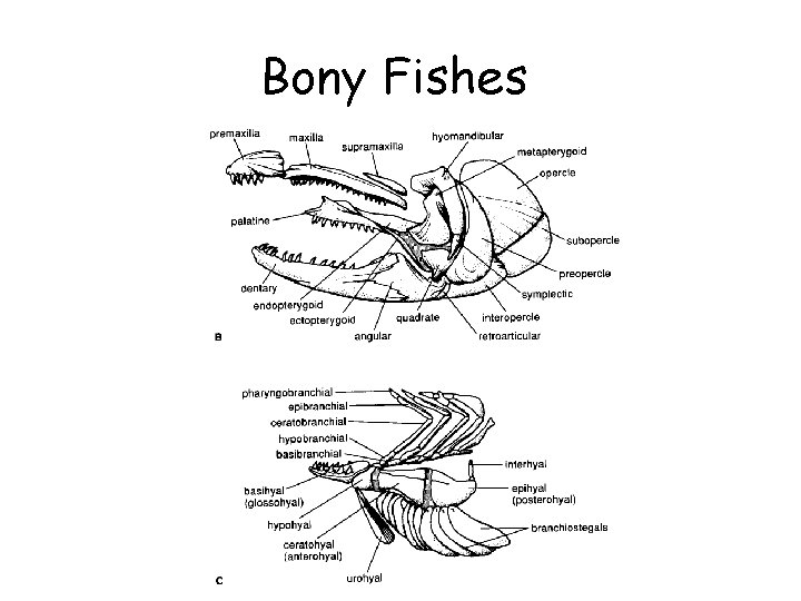 Bony Fishes 