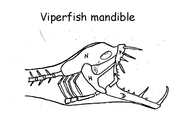 Viperfish mandible 