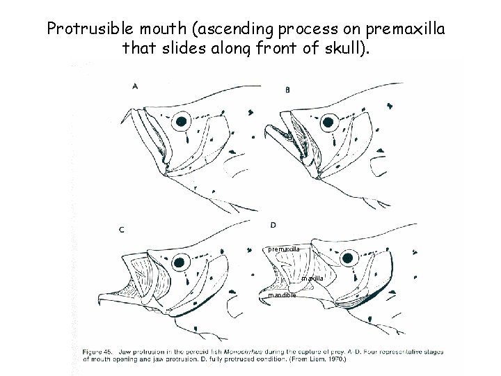 Protrusible mouth (ascending process on premaxilla that slides along front of skull). premaxilla mandible