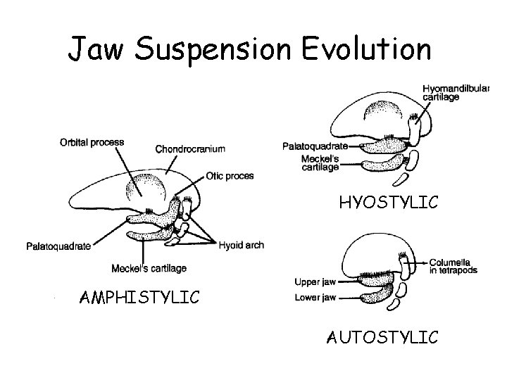 Jaw Suspension Evolution HYOSTYLIC AMPHISTYLIC AUTOSTYLIC 