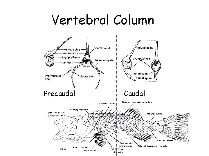 Vertebral Column Precaudal Caudal 