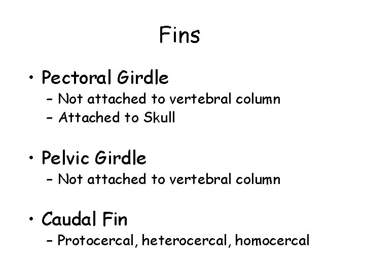 Fins • Pectoral Girdle – Not attached to vertebral column – Attached to Skull