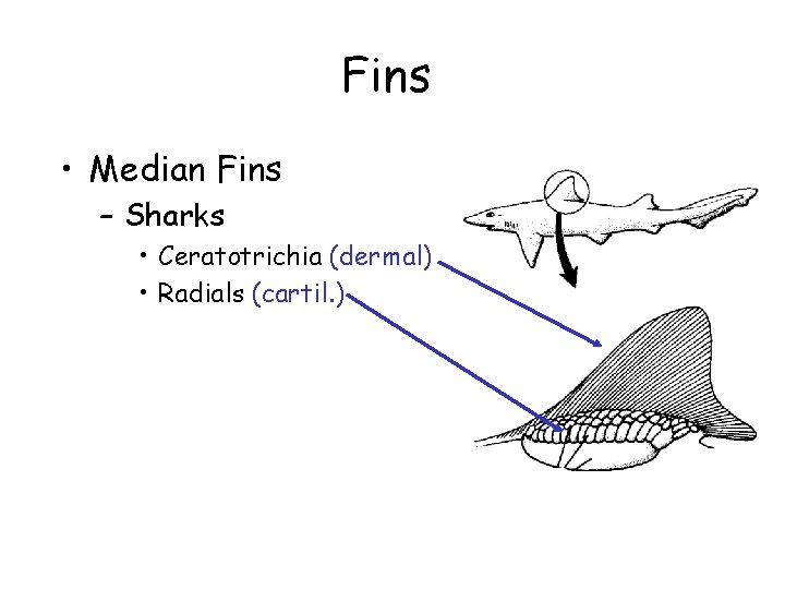 Fins • Median Fins – Sharks • Ceratotrichia (dermal) • Radials (cartil. ) 