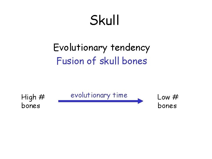Skull Evolutionary tendency Fusion of skull bones High # bones evolutionary time Low #