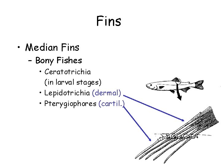 Fins • Median Fins – Bony Fishes • Ceratotrichia (in larval stages) • Lepidotrichia