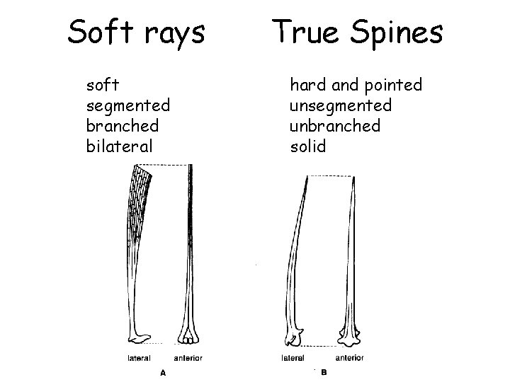Soft rays soft segmented branched bilateral True Spines hard and pointed unsegmented unbranched solid