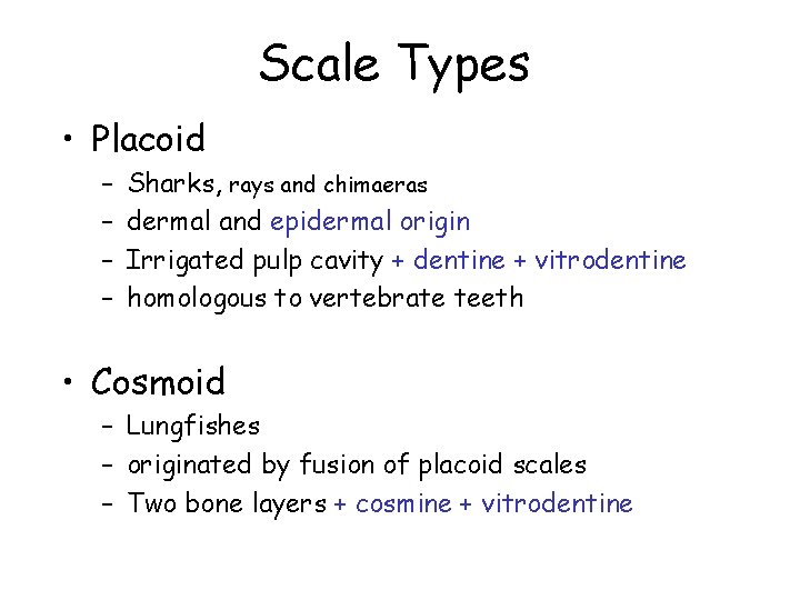 Scale Types • Placoid – – Sharks, rays and chimaeras dermal and epidermal origin