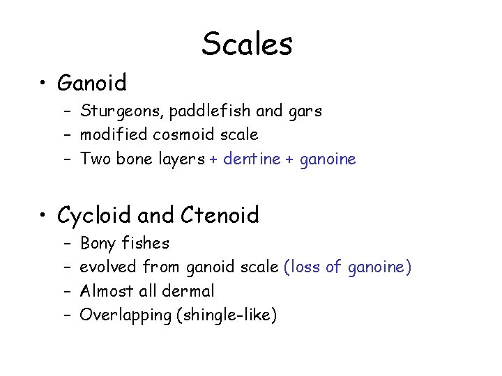 Scales • Ganoid – Sturgeons, paddlefish and gars – modified cosmoid scale – Two