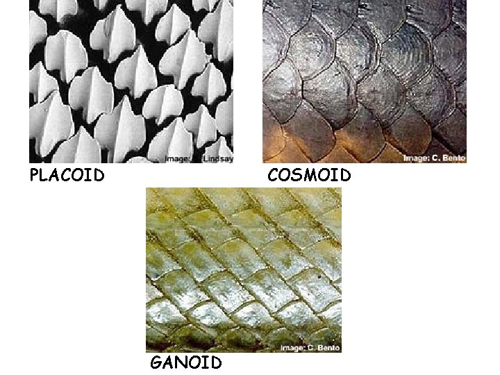 PLACOID COSMOID GANOID 