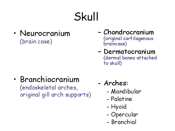 Skull • Neurocranium (brain case) – Chondrocranium (original cartilagenous braincase) – Dermatocranium (dermal bones