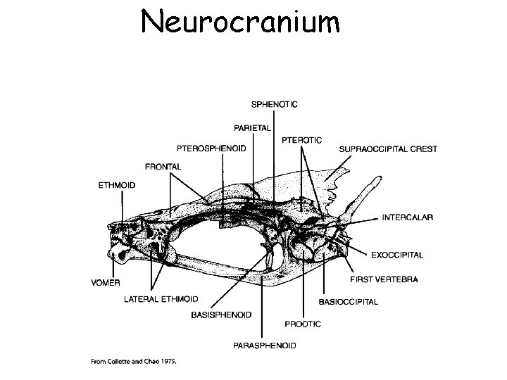 Neurocranium 