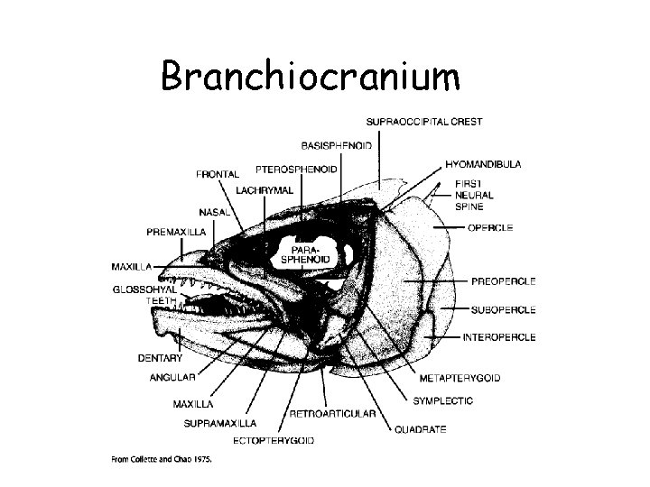 Branchiocranium 