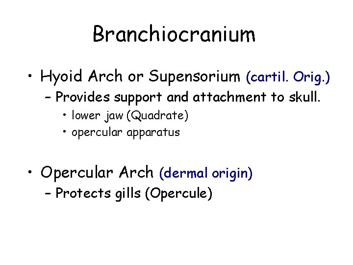 Branchiocranium • Hyoid Arch or Supensorium (cartil. Orig. ) – Provides support and attachment