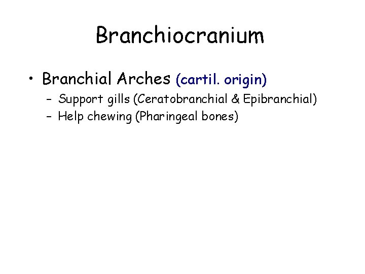 Branchiocranium • Branchial Arches (cartil. origin) – Support gills (Ceratobranchial & Epibranchial) – Help