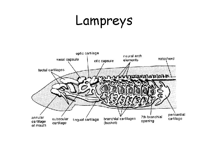 Lampreys 