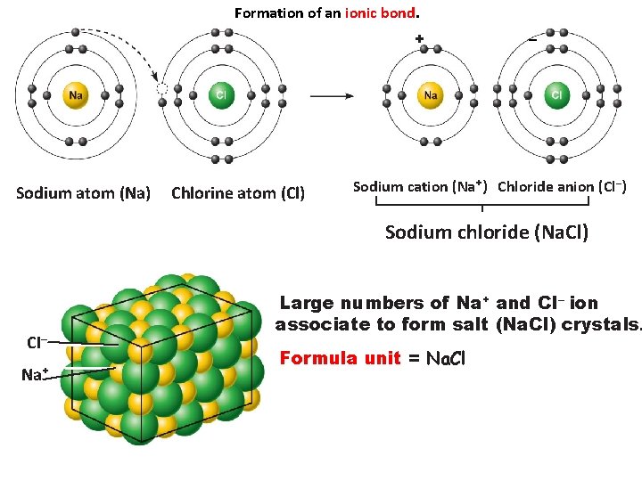 Formation of an ionic bond. + Sodium atom (Na) Chlorine atom (Cl) – Sodium