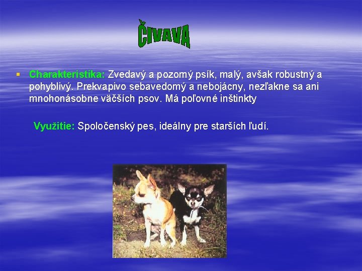 § Charakteristika: Zvedavý a pozorný psík, malý, avšak robustný a pohyblivý. Prekvapivo sebavedomý a