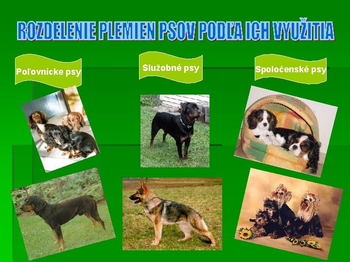 Poľovnícke psy Služobné psy Spoločenské psy 