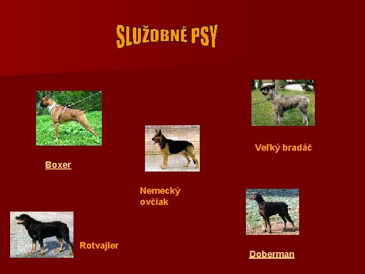 Veľký bradáč Boxer Nemecký ovčiak Rotvajler Doberman 