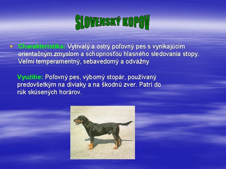 § Charakteristika: Vytrvalý a ostrý poľovný pes s vynikajúcim orientačným zmyslom a schopnosťou hlasného