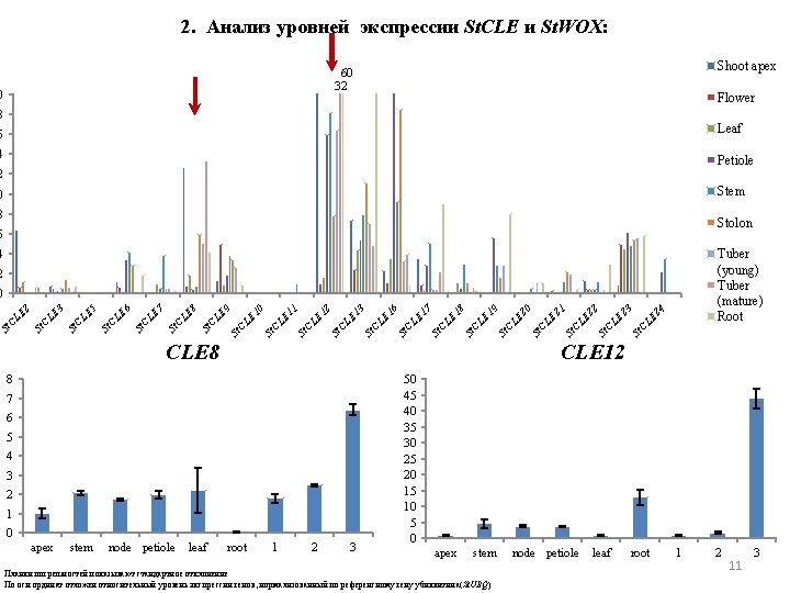 2. Анализ уровней экспрессии St. CLE и St. WOX: Shoot apex 60 32 0