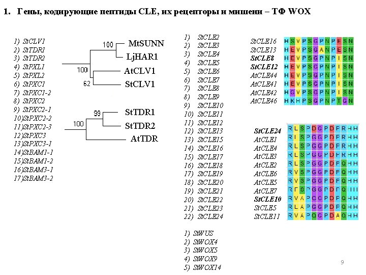 1. Гены, кодирующие пептиды CLE, их рецепторы и мишени – ТФ WOX 1) St.