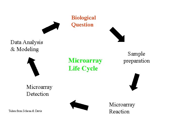 Biological Question Data Analysis & Modeling Microarray Life Cycle Sample preparation Microarray Detection Taken