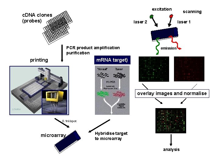 excitation c. DNA clones (probes) laser 2 PCR product amplification purification printing scanning laser