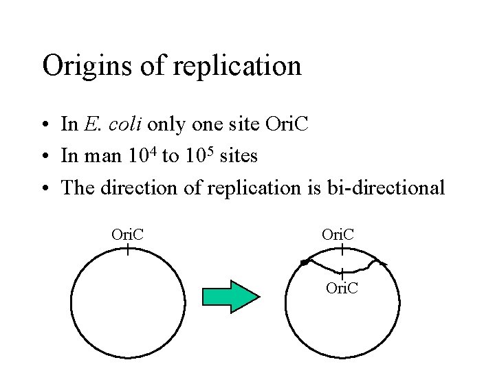 Origins of replication • In E. coli only one site Ori. C • In