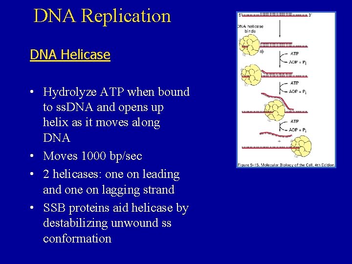 DNA Replication DNA Helicase • Hydrolyze ATP when bound to ss. DNA and opens